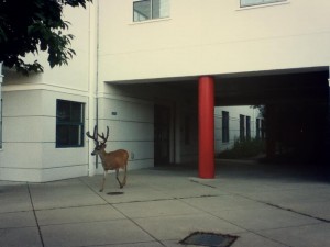 Deer on the UCSC campus. Or am I just a Boltzmann brain imagining that?