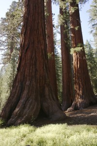 Californian redwood trees