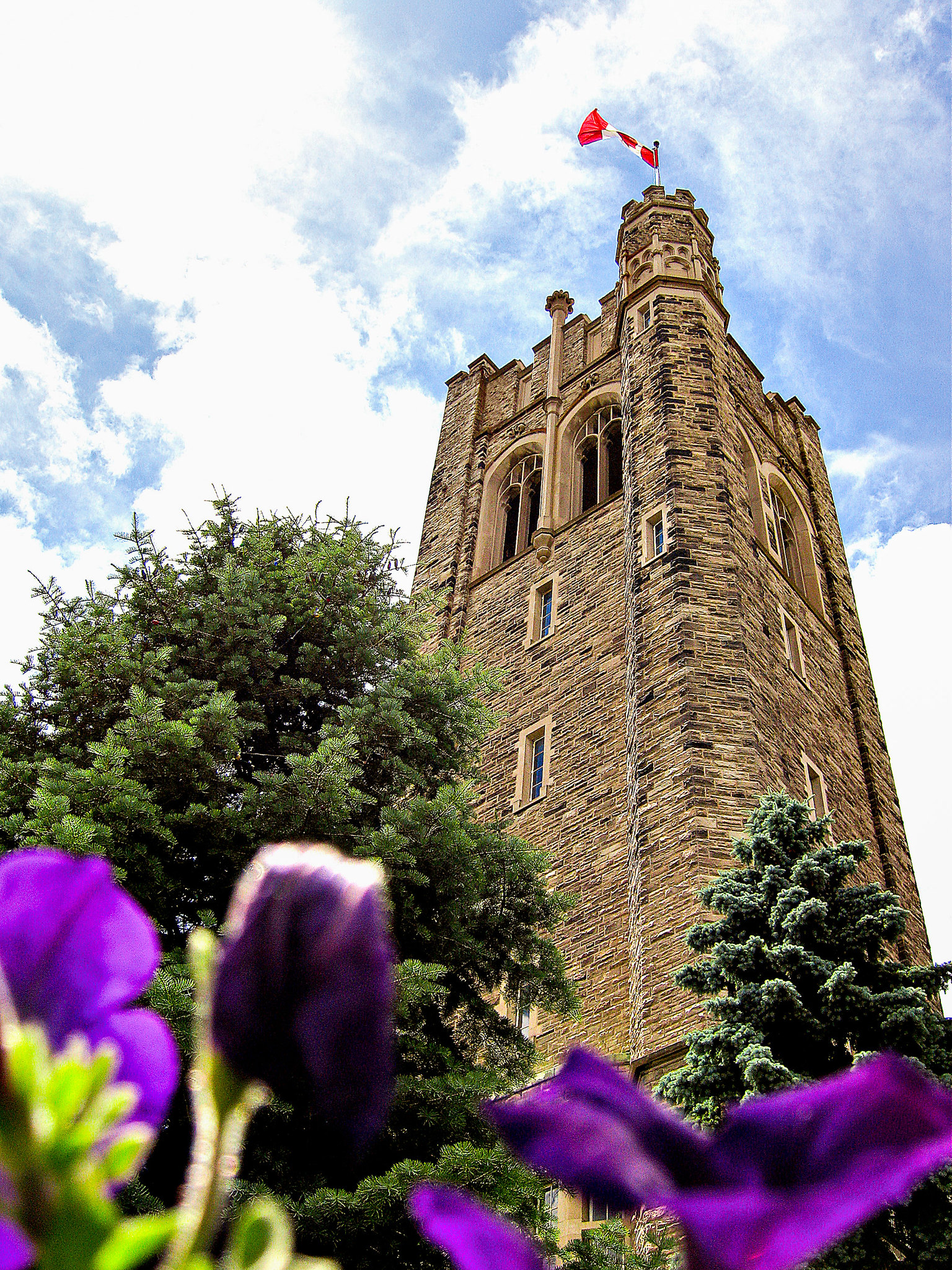 University College tower at UWO with purple tulips in the foreground
