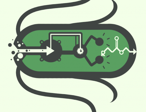 Revisiting the Bugs-as-Drugs Perspective in the Light of the Ecological Turn in Microbiome Research