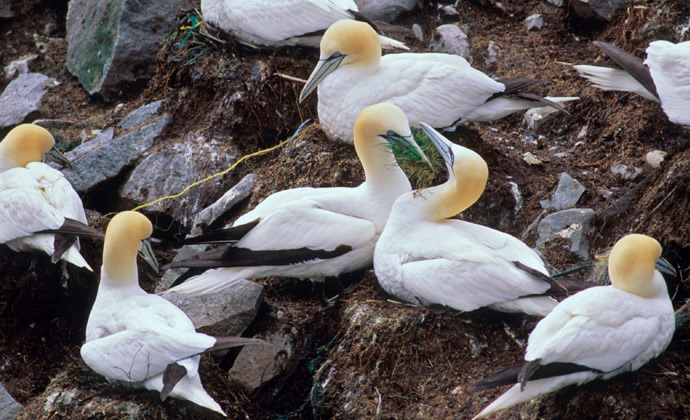 bird colony