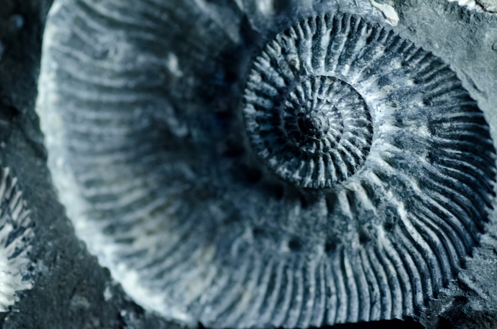 ammonite