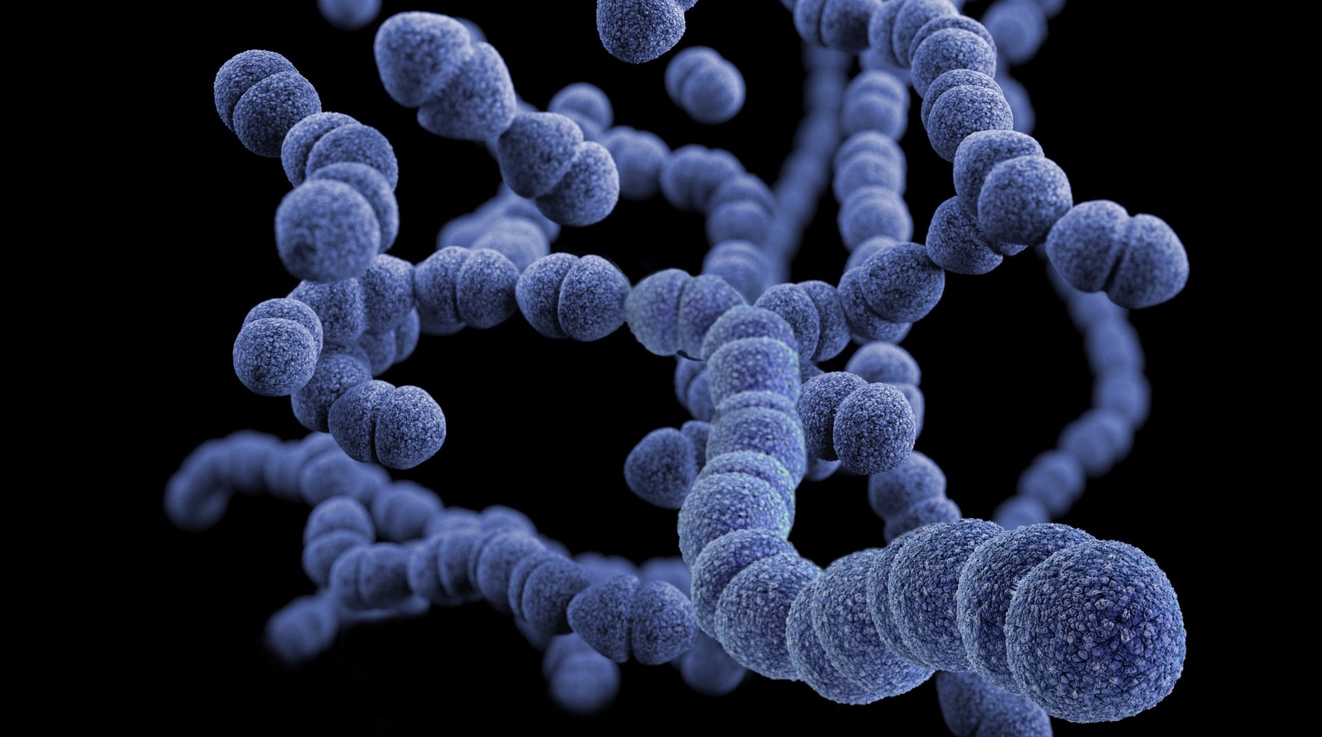 Artistic rendition of SEM image of blue cocci bacteria on black background