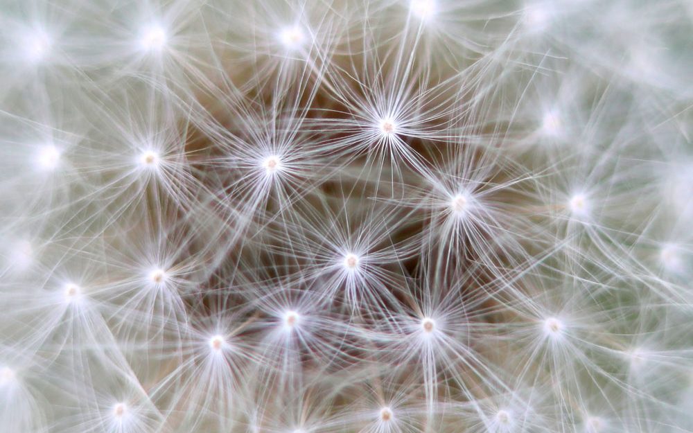 dandelion macro dandelion seed head - Acquired Language of Thought research project