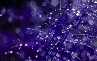 Global Rotman event image - purple branch with dewdrops