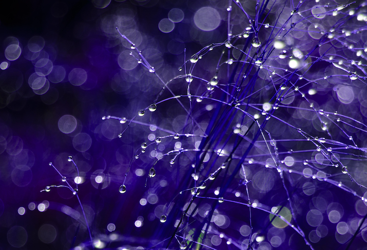 Global Rotman event image - purple branch with dewdrops