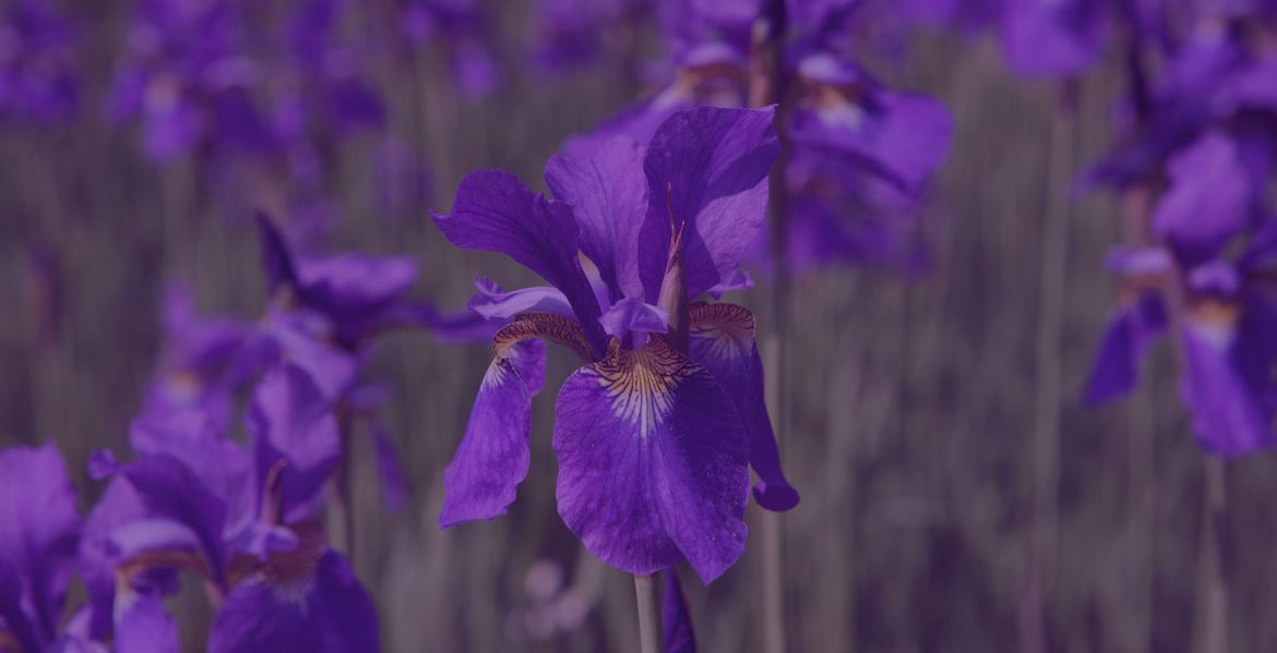 purple irises