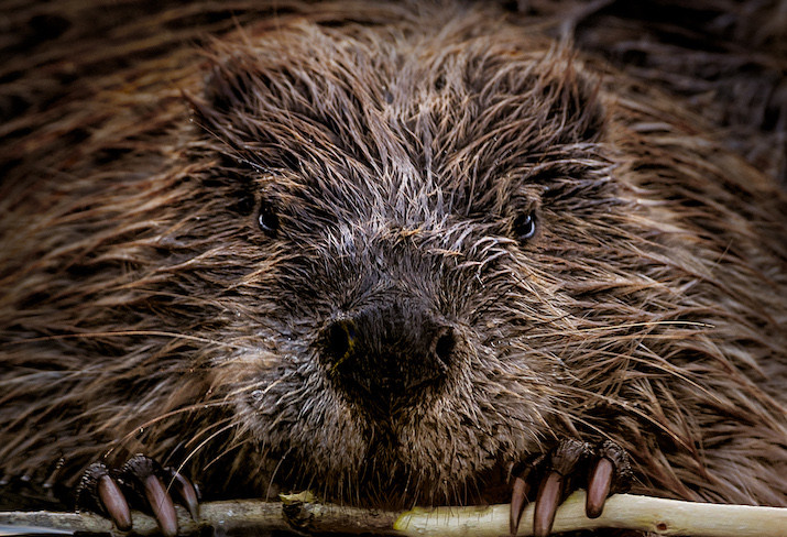 Beaver chewing on a stick