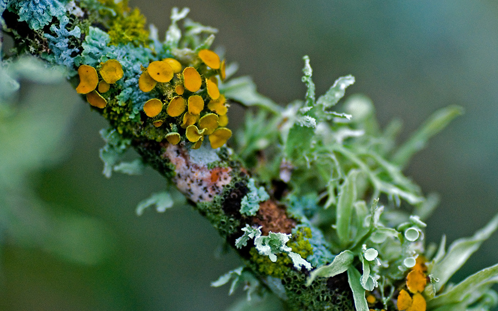 lichen on a branch depicting biological entanglement