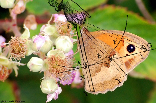 butterfly with angles drawn over