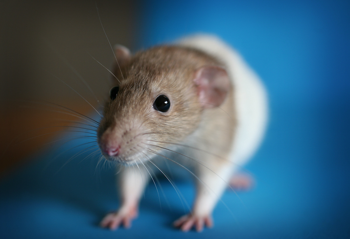A brown and white rats sits on a bright black background