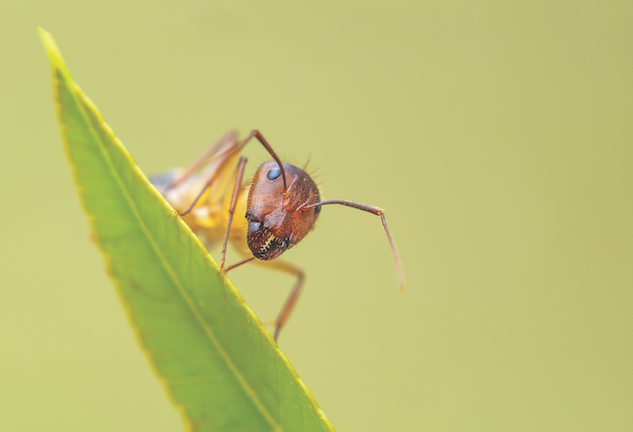 Ant on leaf